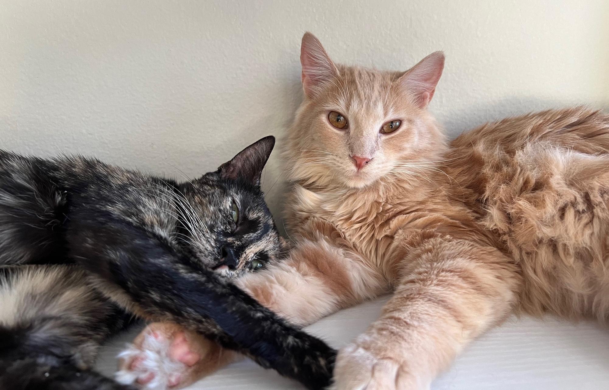 Enlarge Salem & Rembrandt, a Adoptable Domestic Short Hair in Sherman Oaks, CA image 5/6