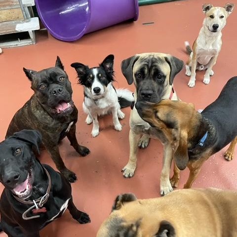 Oliver, an adoptable mixed breed in Thayne, WY image 6/6