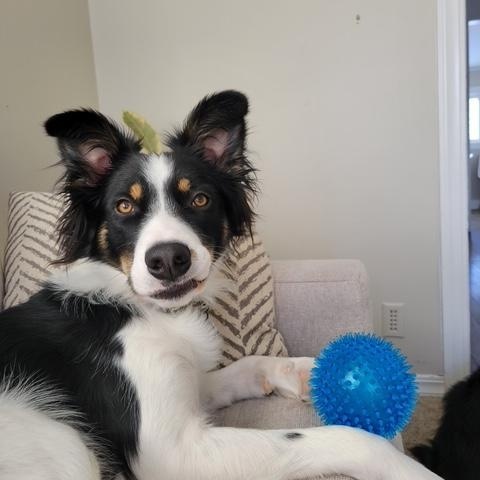 Oliver, a Adoptable mixed breed in Thayne, WY image 2/5
