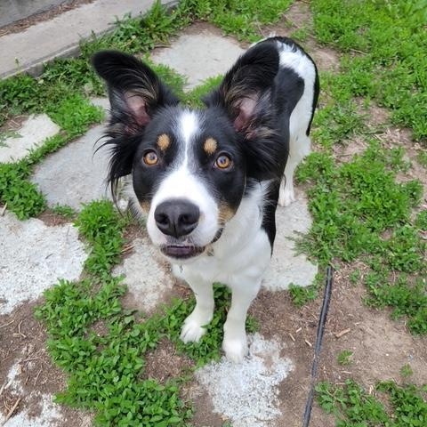 Oliver, a Adoptable mixed breed in Thayne, WY image 1/5