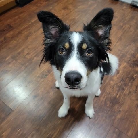 Oliver, a Adoptable mixed breed in Thayne, WY image 3/5