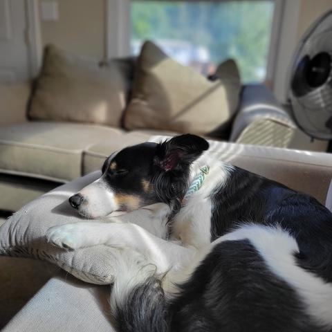 Oliver, a Adoptable mixed breed in Thayne, WY image 4/5