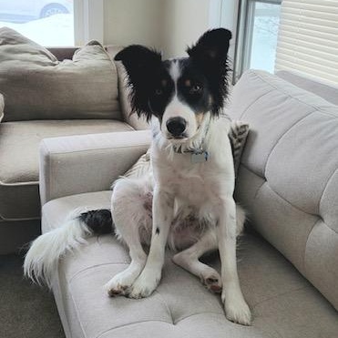 Oliver, a Adoptable mixed breed in Thayne, WY image 5/5