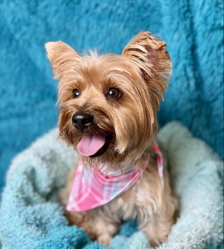 Blossom - Sweet Silky girl