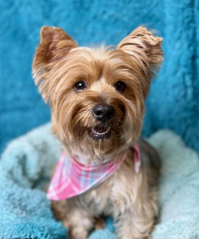 Blossom - Sweet Silky girl