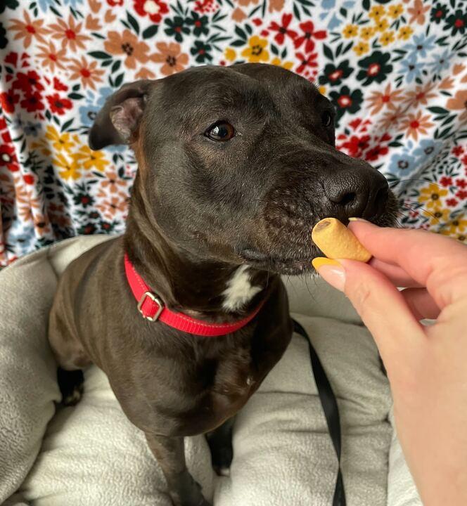 Enlarge Rey, a ADOPTABLE Mixed Breed in Jackson, MI image 5/6
