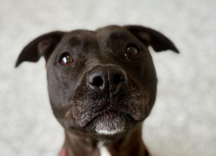 Enlarge Rey, a ADOPTABLE Mixed Breed in Jackson, MI image 1/6