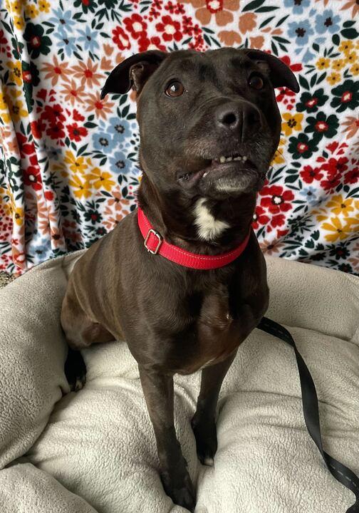Enlarge Rey, a ADOPTABLE Mixed Breed in Jackson, MI image 2/6