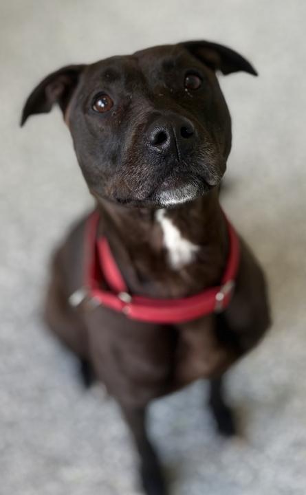 Enlarge Rey, a ADOPTABLE Mixed Breed in Jackson, MI image 2/6