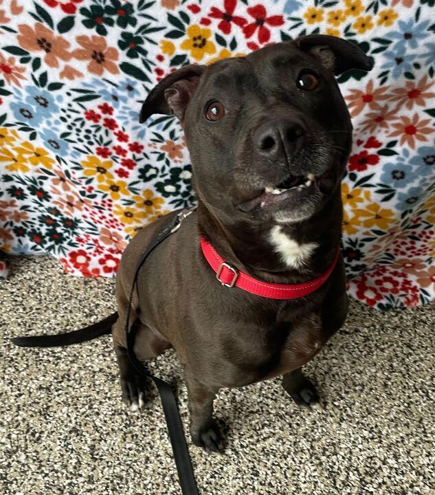 Rey, ADOPTABLE, Adult Female Mixed Breed.