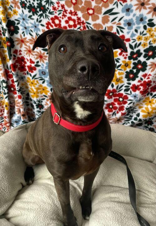 Enlarge Rey, a ADOPTABLE Mixed Breed in Jackson, MI image 4/6
