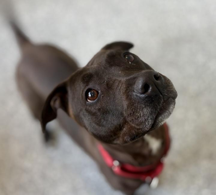 Enlarge Rey, a ADOPTABLE Mixed Breed in Jackson, MI image 3/6