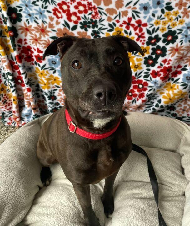 Enlarge Rey, a ADOPTABLE Mixed Breed in Jackson, MI image 3/6