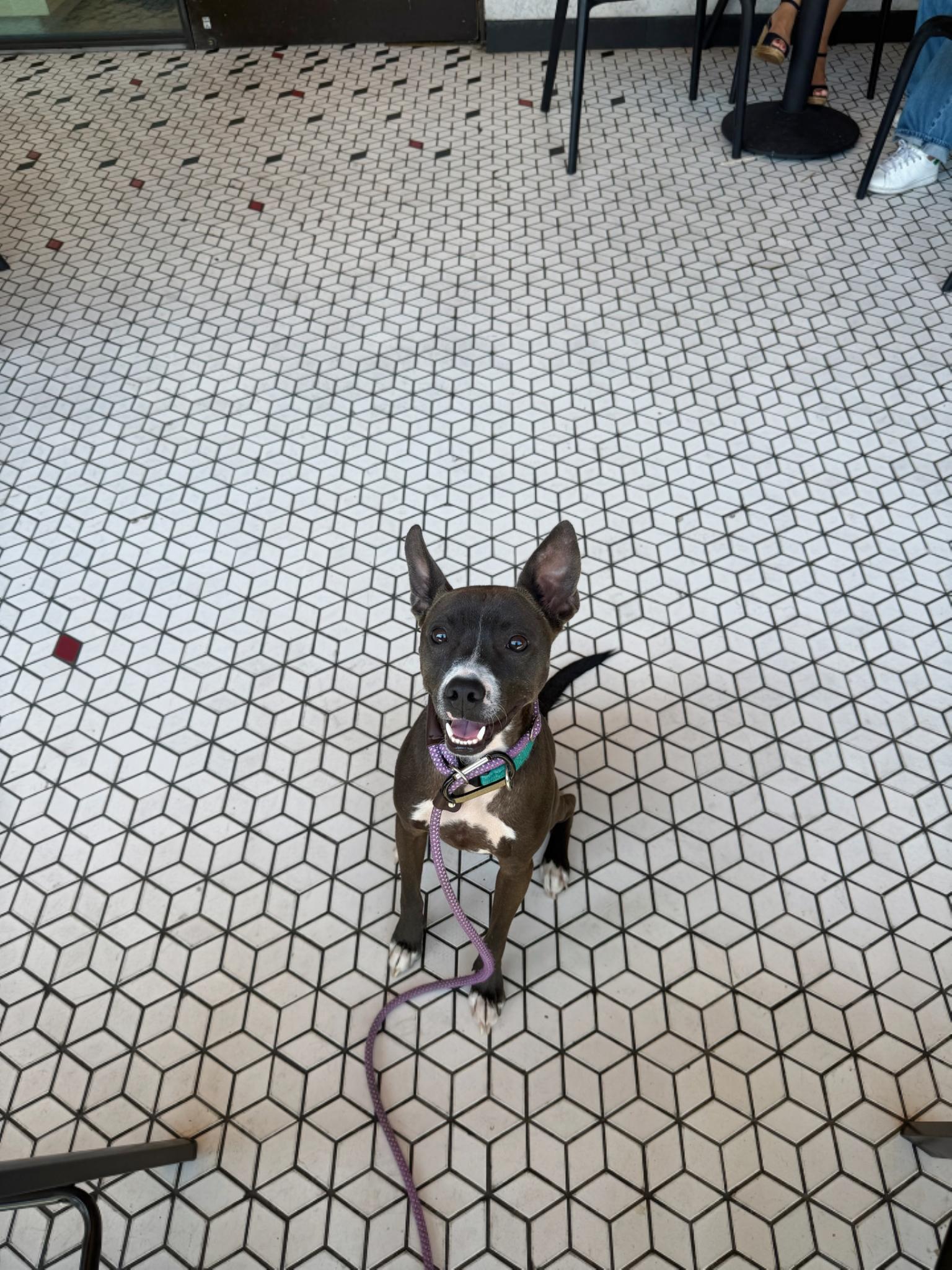 Enlarge Sprout, a Adoptable mixed breed in Los Angeles , CA image 6/6