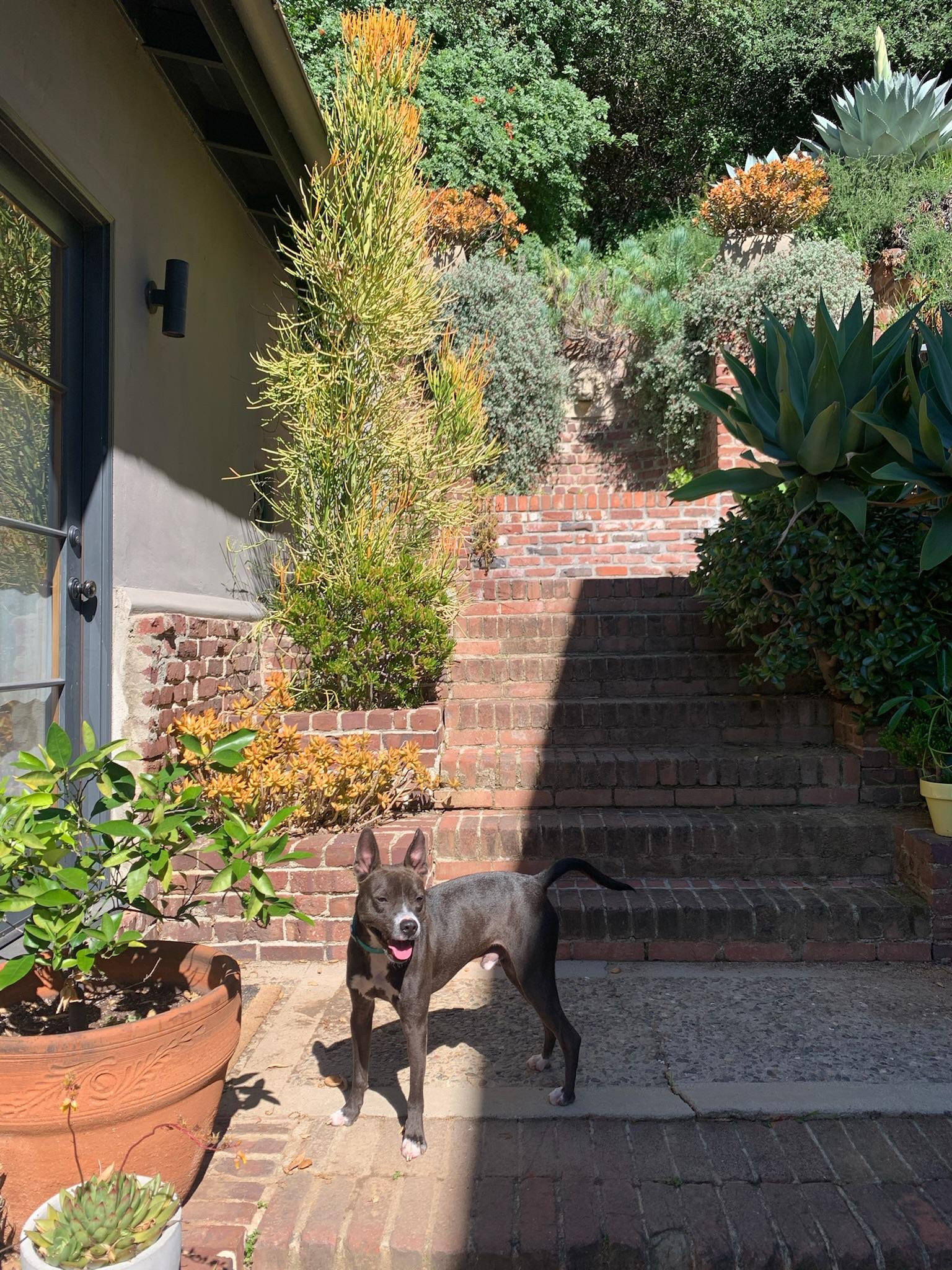Enlarge Sprout, a Adoptable mixed breed in Los Angeles , CA image 3/6