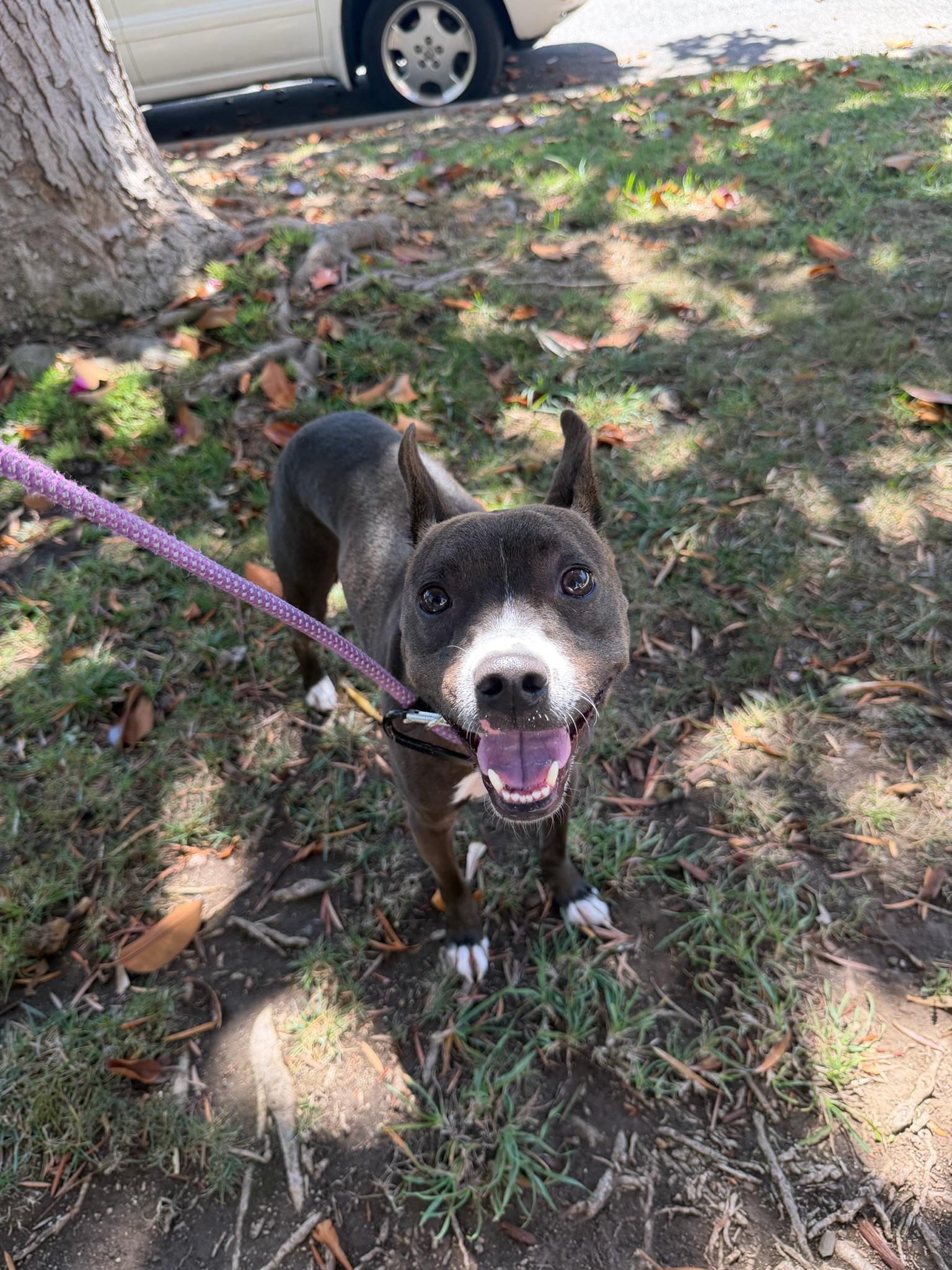 Enlarge Sprout, a Adoptable mixed breed in Los Angeles , CA image 2/6