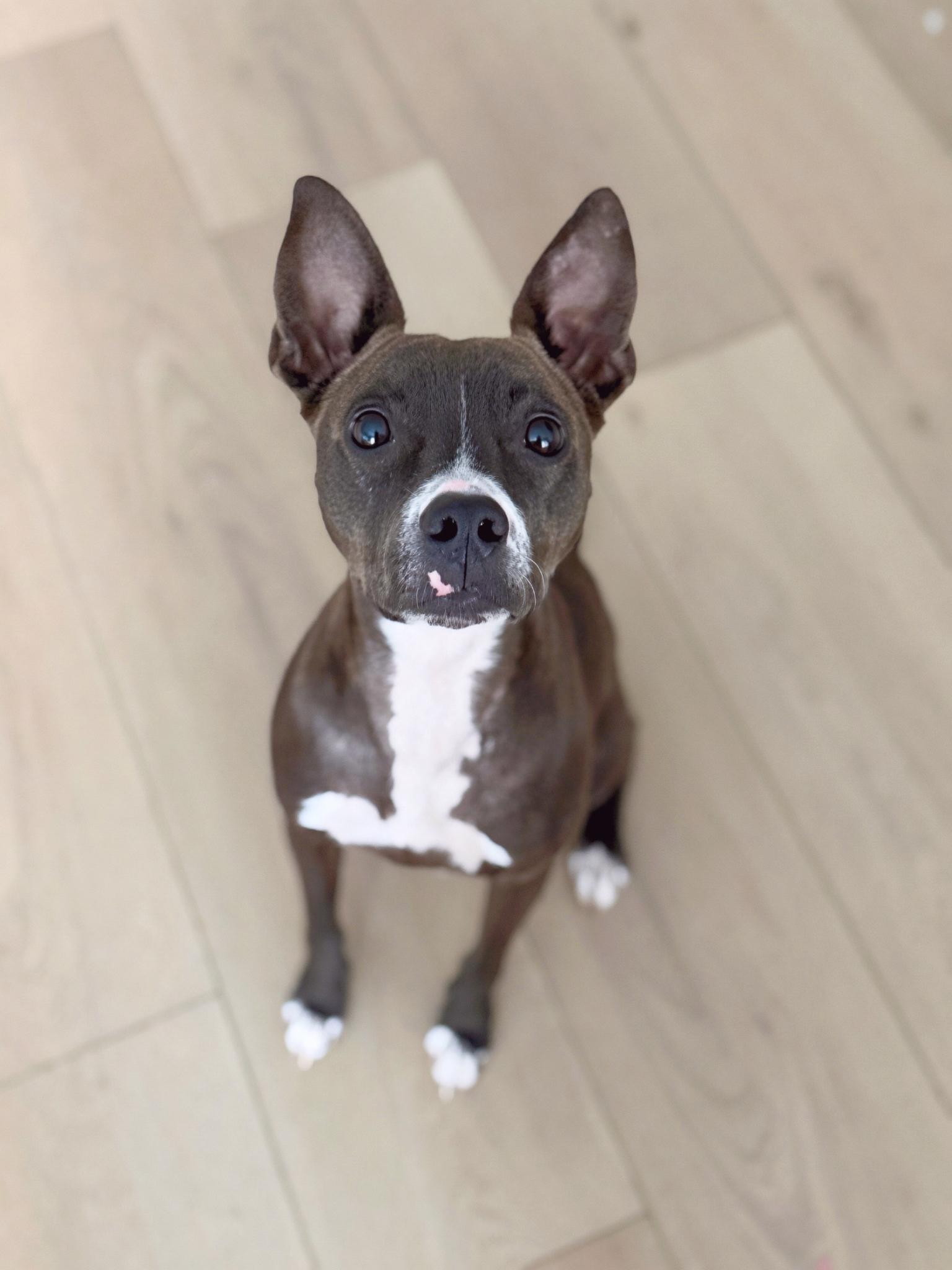 Enlarge Sprout, a Adoptable mixed breed in Los Angeles , CA image 1/6