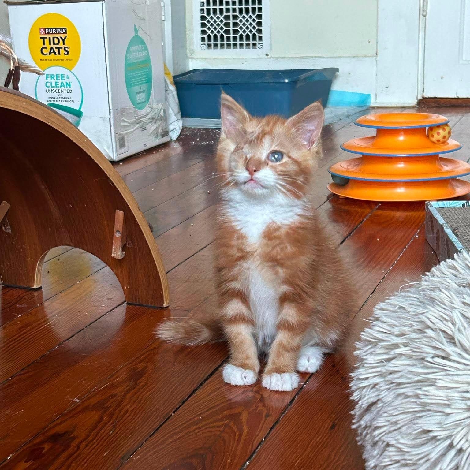 Goose (must adopt with Junior), adoptable, Kitten Male Tiger.