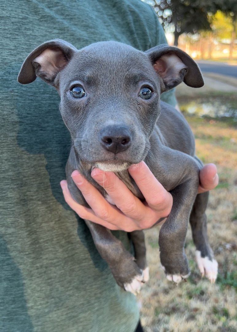 Sierra, Adopted, Puppy Female Pit Bull Terrier.