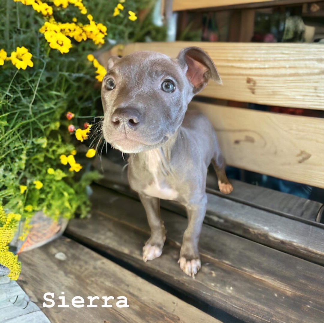 Sierra, a Adopted Pit Bull Terrier in Colleyville, TX image 2/4