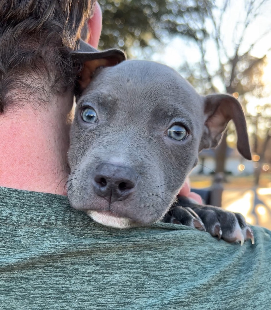 Sierra, a Adopted Pit Bull Terrier in Colleyville, TX image 3/4