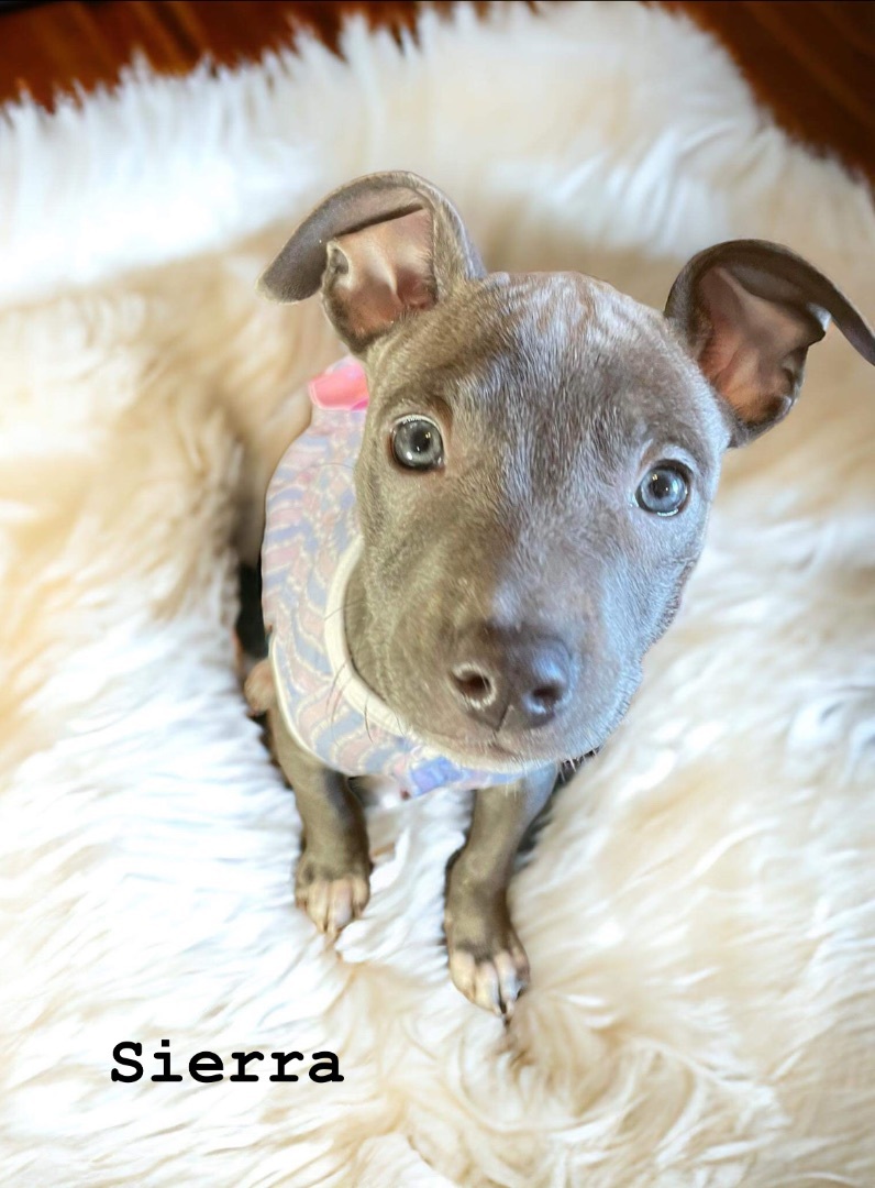 Sierra, a Adopted Pit Bull Terrier in Colleyville, TX image 4/4