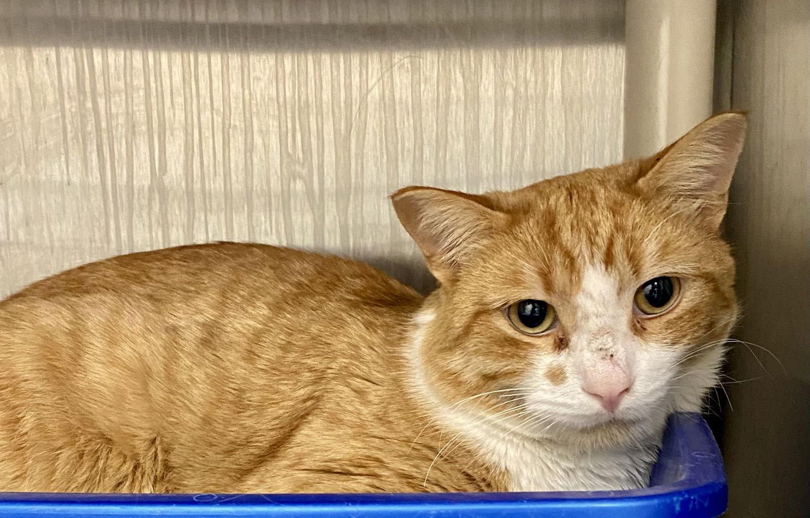 Enlarge Mr Meowchi, a Adopted mixed breed in Fargo, ND image 1/2