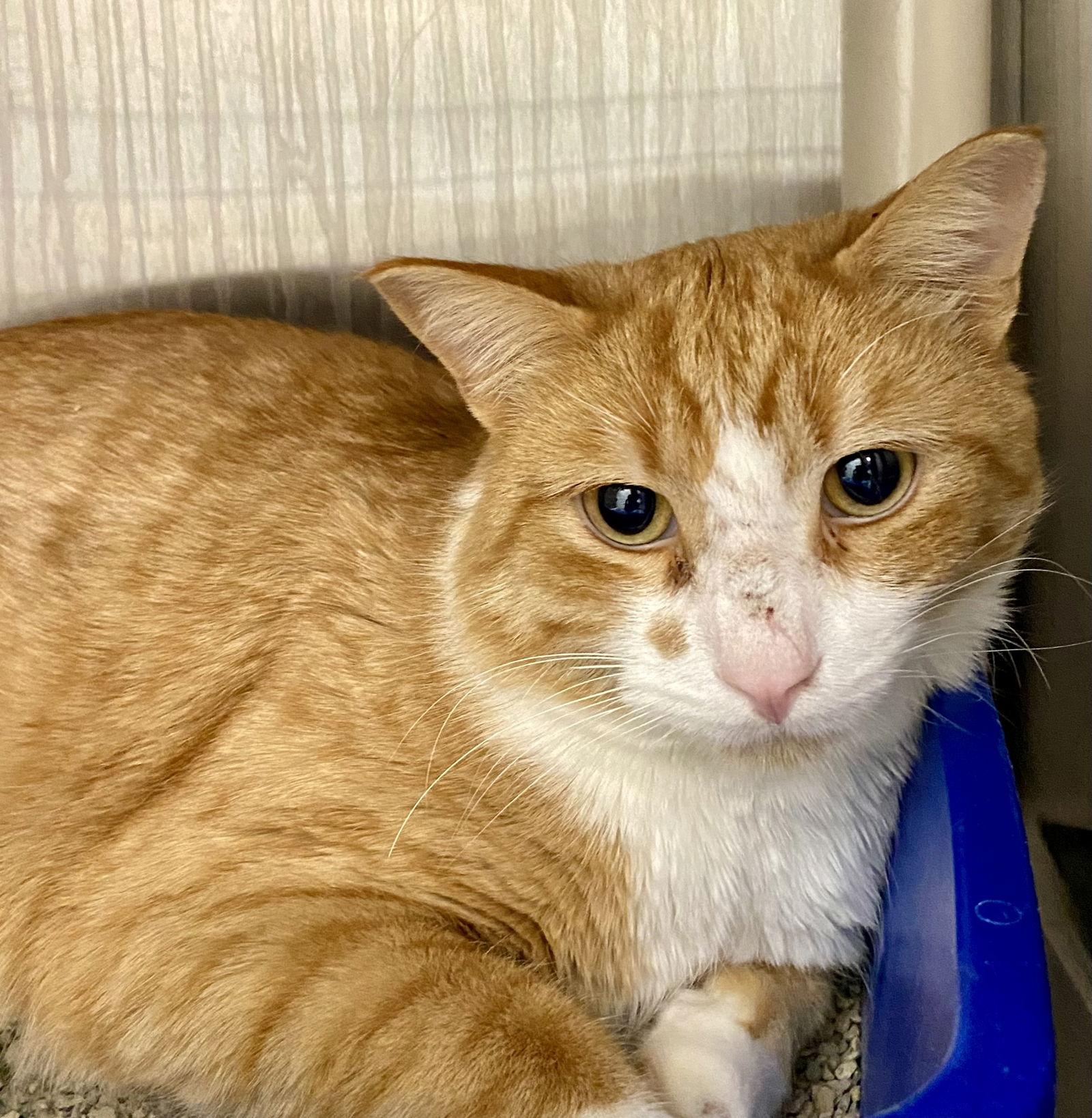 Enlarge Mr Meowchi, a Adopted mixed breed in Fargo, ND image 2/2