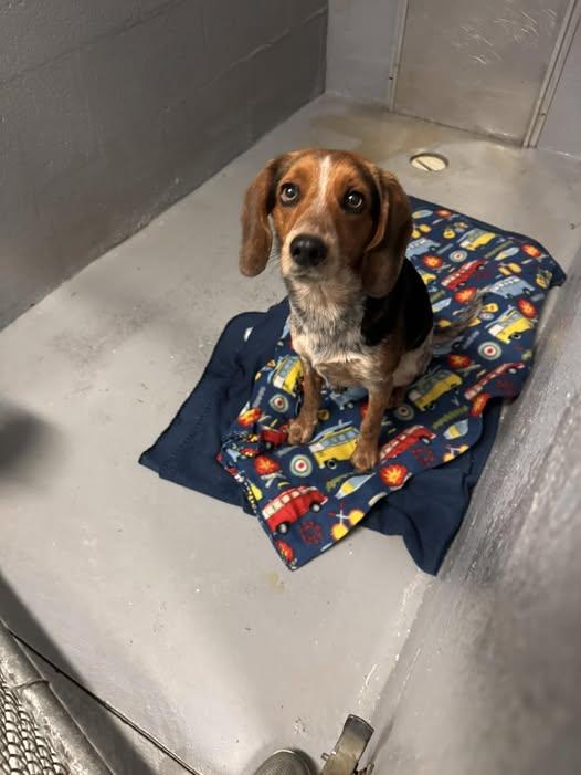 Willam, Adopted, Adult Male Beagle.