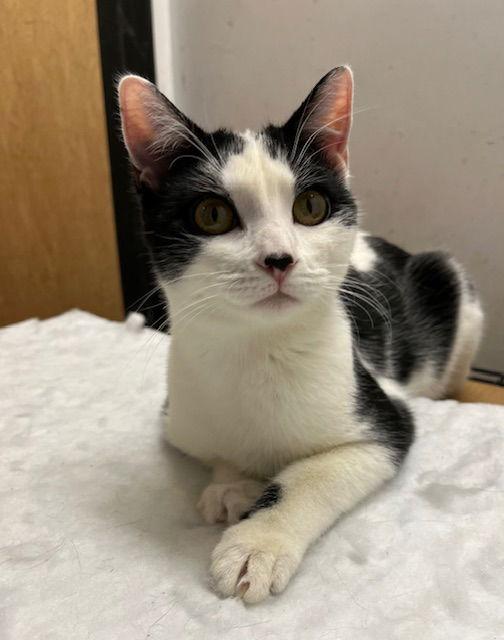 Enlarge ***Alta***CL, a Adoptable Domestic Short Hair in Kansas City, MO image 2/2