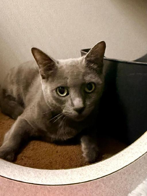 Tara, Adopted, Young Female Domestic Short Hair.