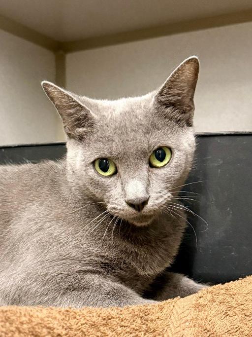 Enlarge Tara, a Adopted Domestic Short Hair in Winter Haven, FL image 2/2