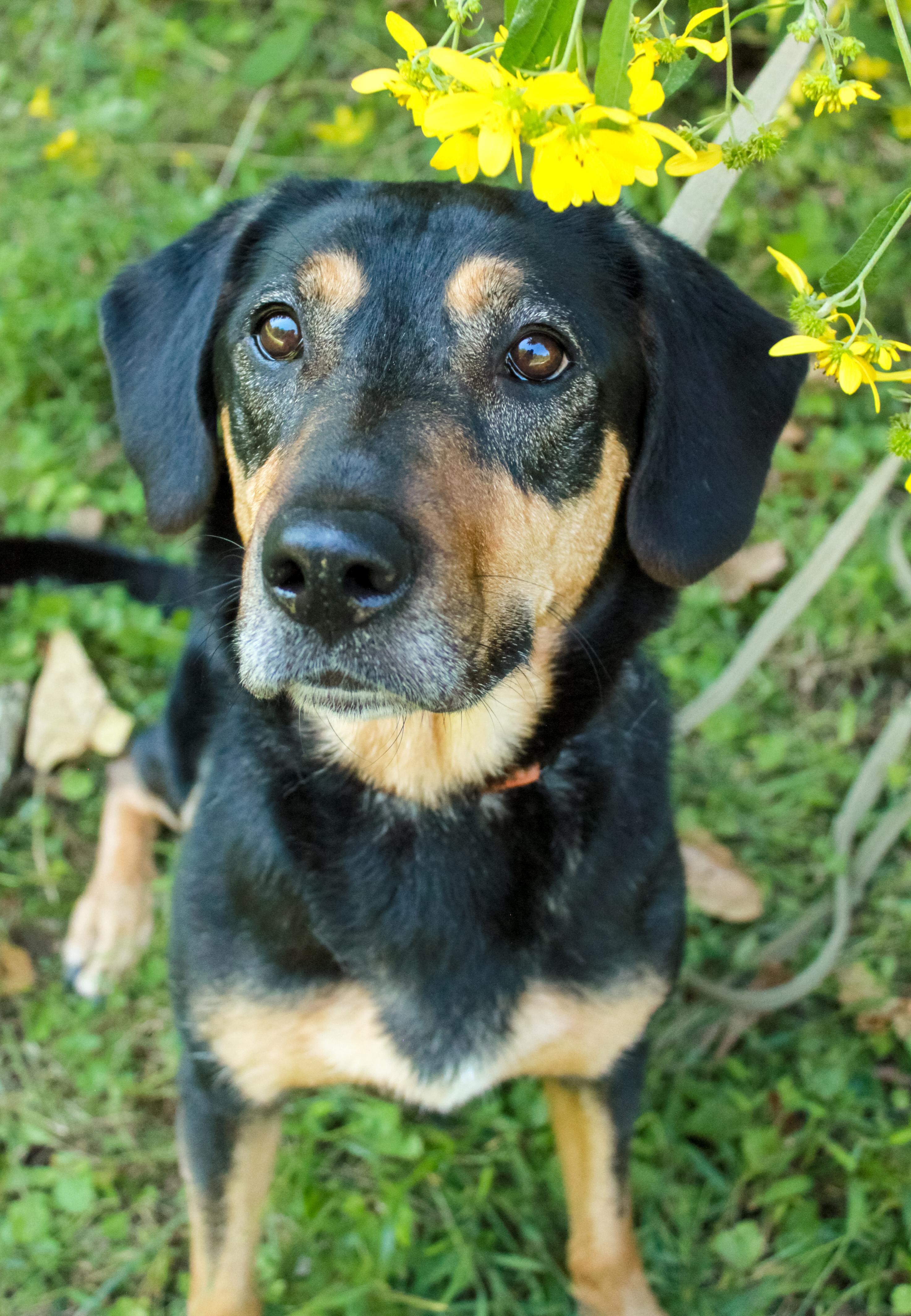 Luna, a Adoptable mixed breed in Ona, WV image 1/4