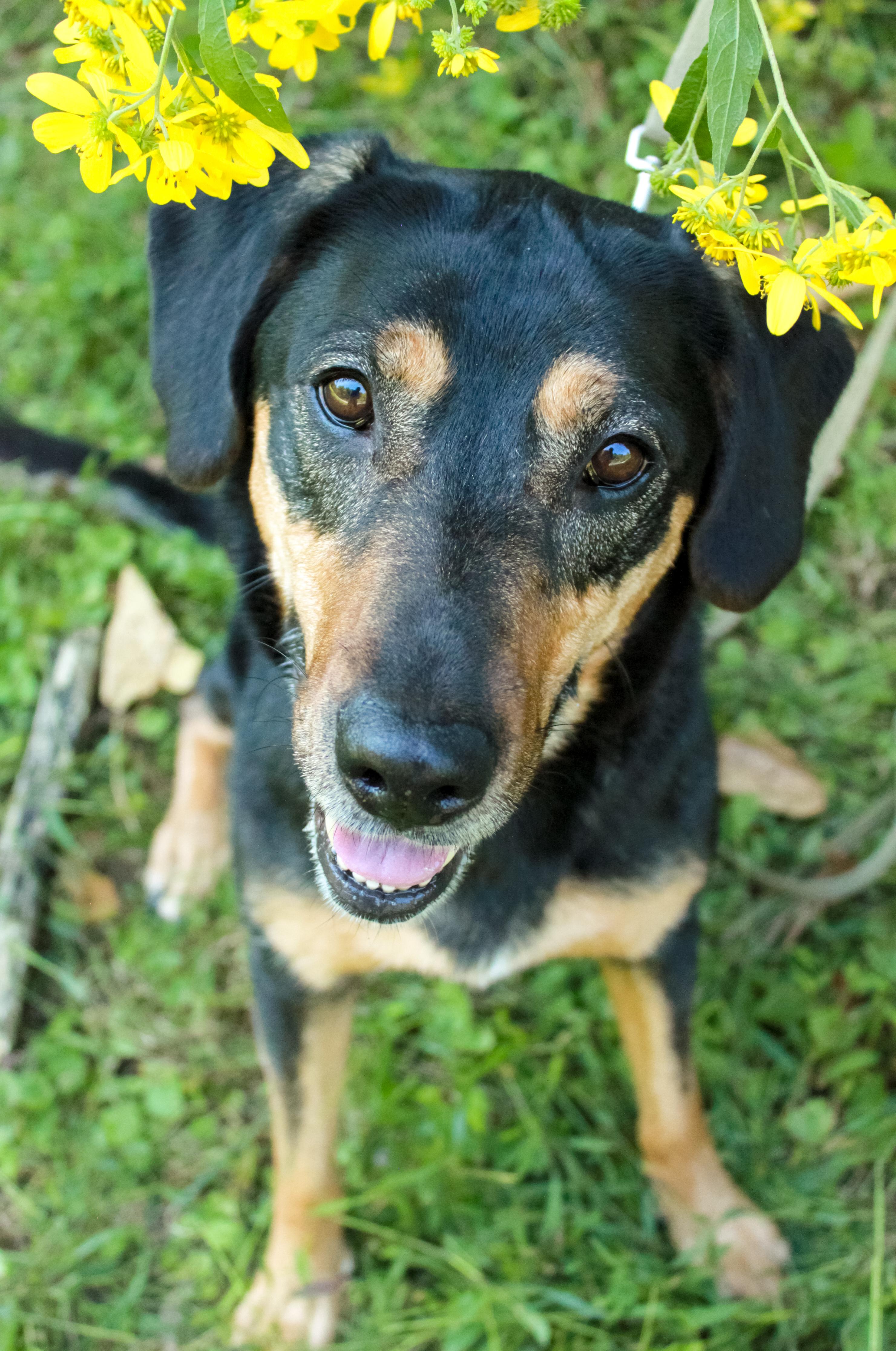 Luna, a Adoptable mixed breed in Ona, WV image 4/4