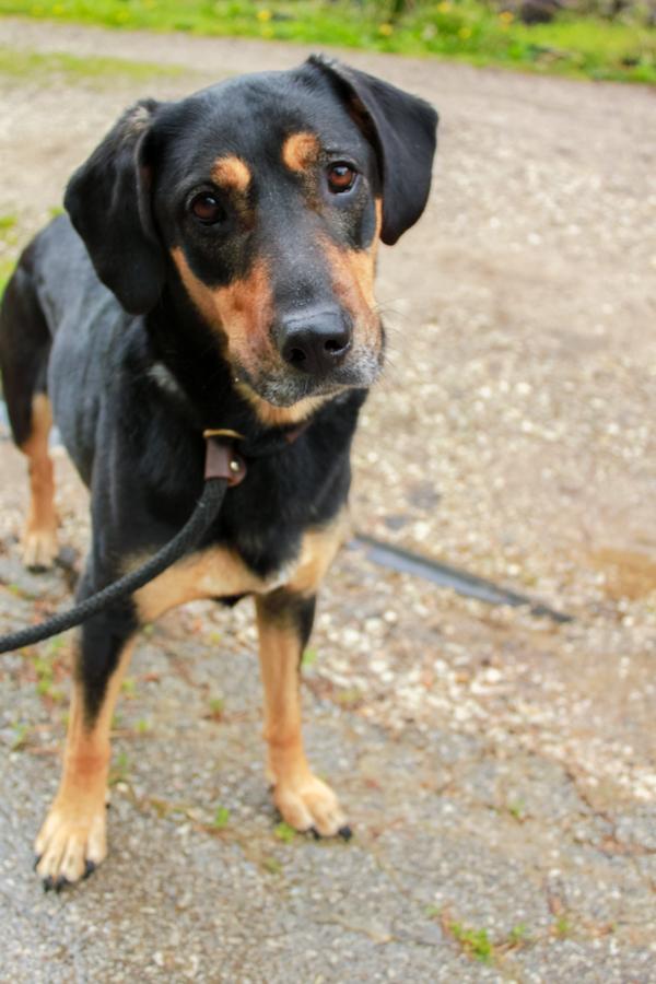 Luna, a Adoptable mixed breed in Ona, WV image 2/4
