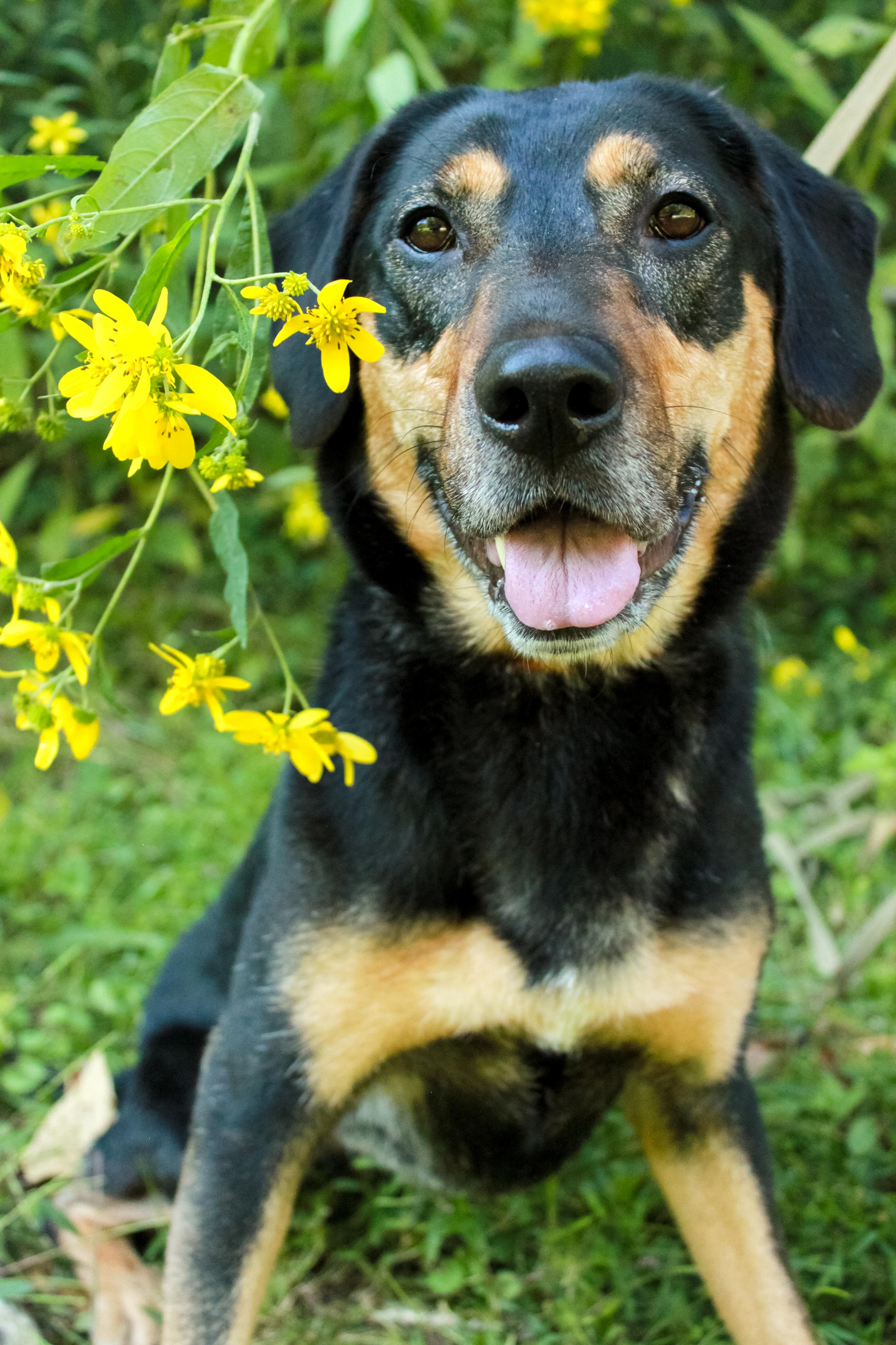 Luna, a Adoptable mixed breed in Ona, WV image 3/4