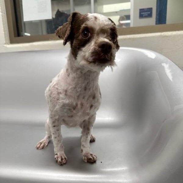 Madea (ID 50537/717), adopted, Adult Female Shih Tzu.