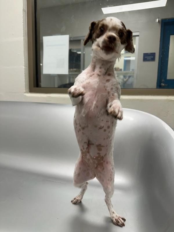 Madea (ID 50537/717), an adopted Shih Tzu in Manassas, VA image 5/6