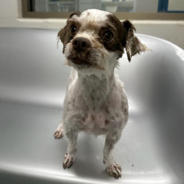 Madea (ID 50537/717), an adopted Shih Tzu in Manassas, VA image 2/6