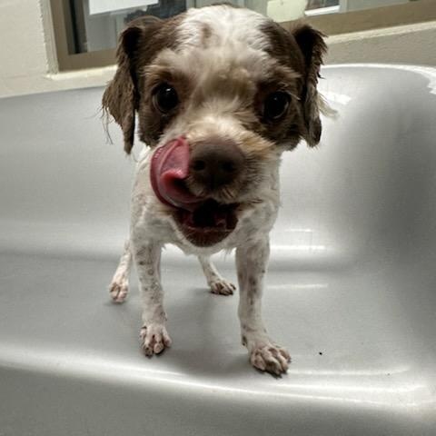 Madea (ID 50537/717), an adopted Shih Tzu in Manassas, VA image 4/6