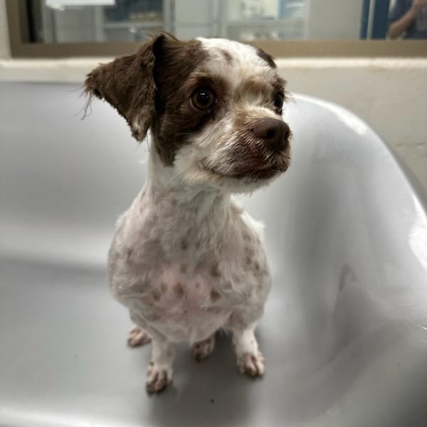 Madea (ID 50537/717), an adopted Shih Tzu in Manassas, VA image 6/6