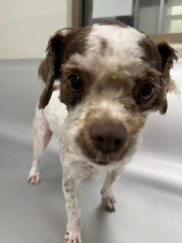 Madea (ID 50537/717), an adopted Shih Tzu in Manassas, VA image 3/6