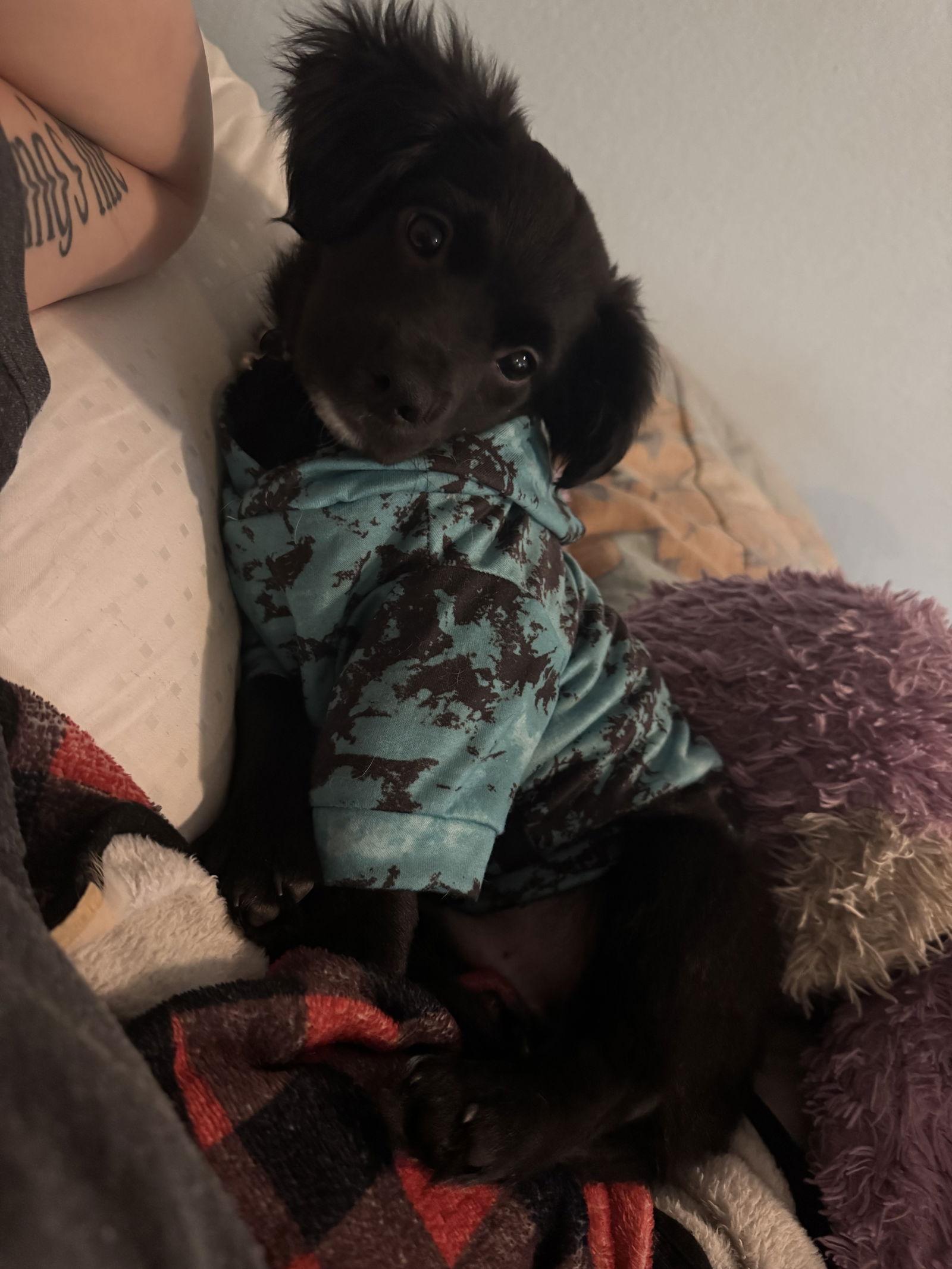 Enlarge Tommy, a Adopted Dachshund in PHOENIX, AZ image 1/1