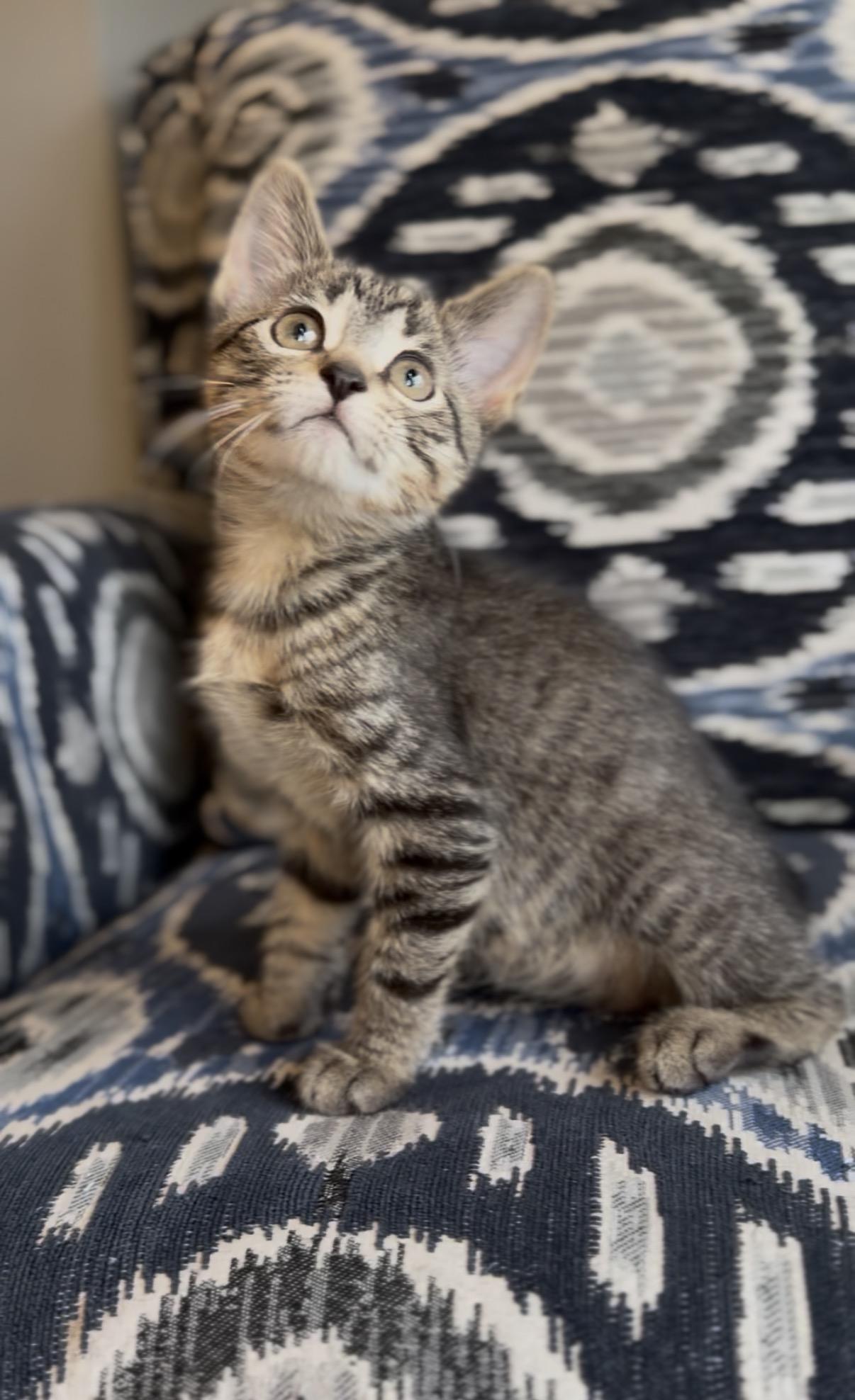 Enlarge Leona, a Adoptable Domestic Short Hair in Crown Point, IN image 2/3