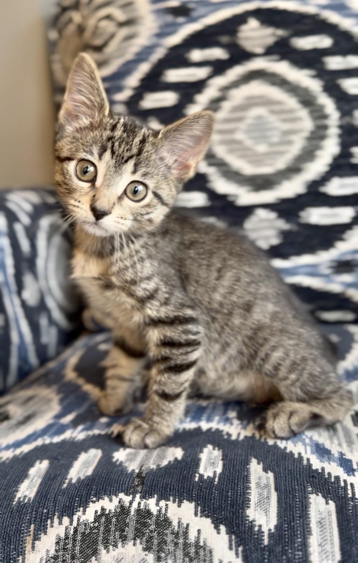 Leona, Adoptable, Kitten Female Domestic Short Hair.
