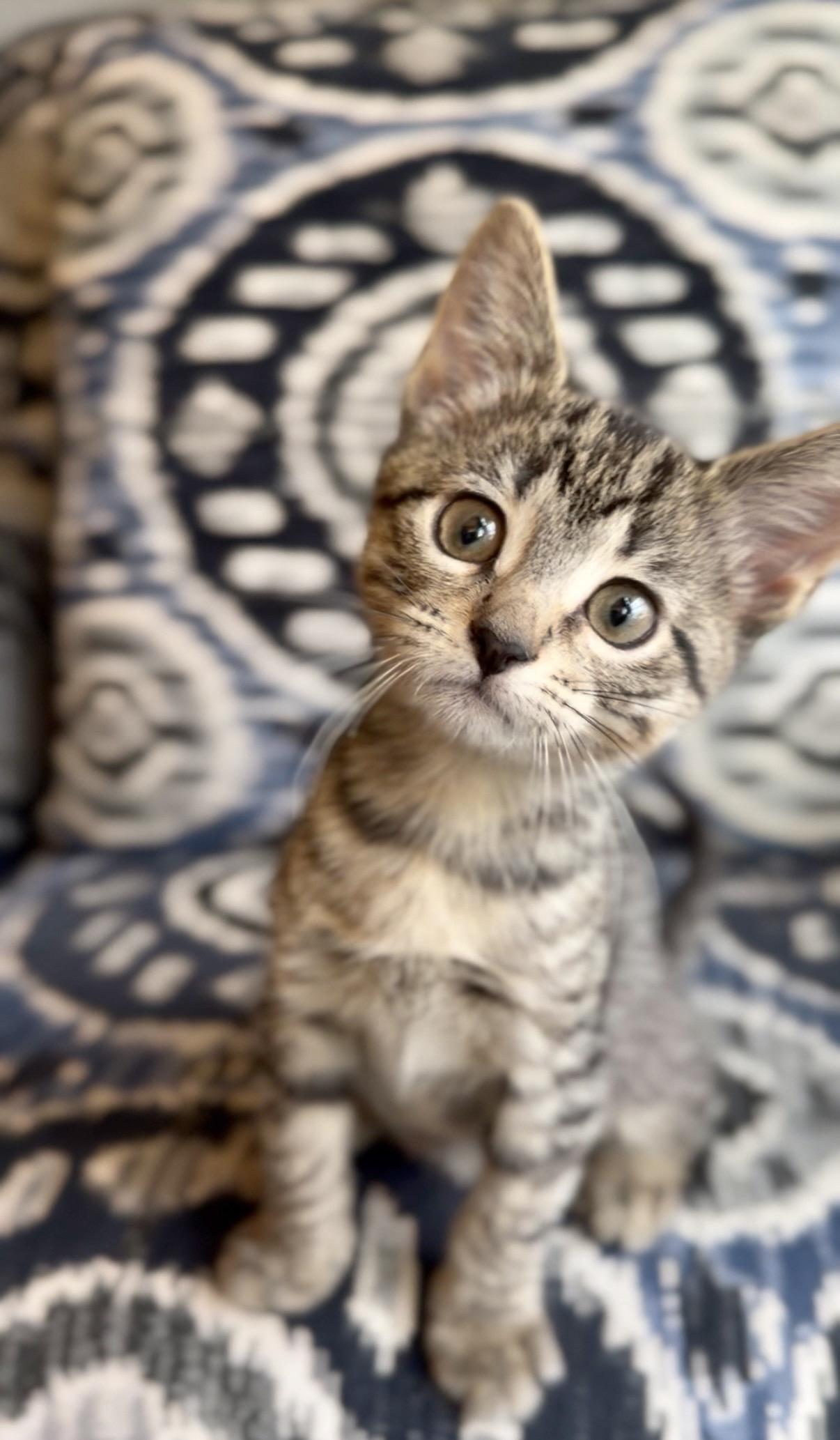 Enlarge Leona, a Adoptable Domestic Short Hair in Crown Point, IN image 3/3