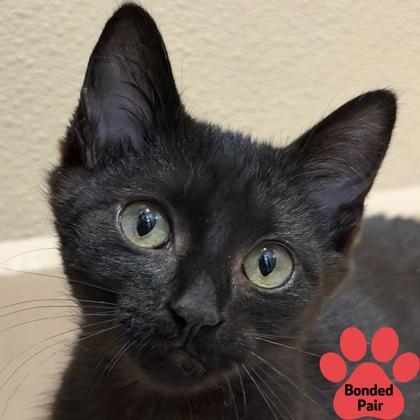 Enlarge Dr. Richard Burke, a Adoptable mixed breed in Pleasanton, CA image 2/3