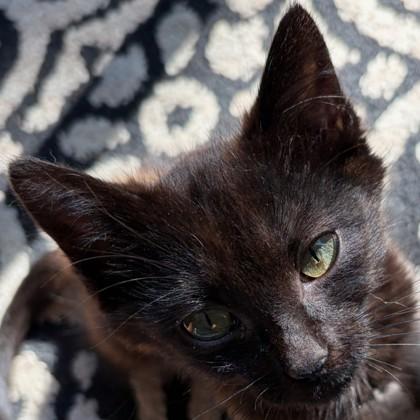 Enlarge Dr. Richard Burke, a Adoptable mixed breed in Pleasanton, CA image 2/3