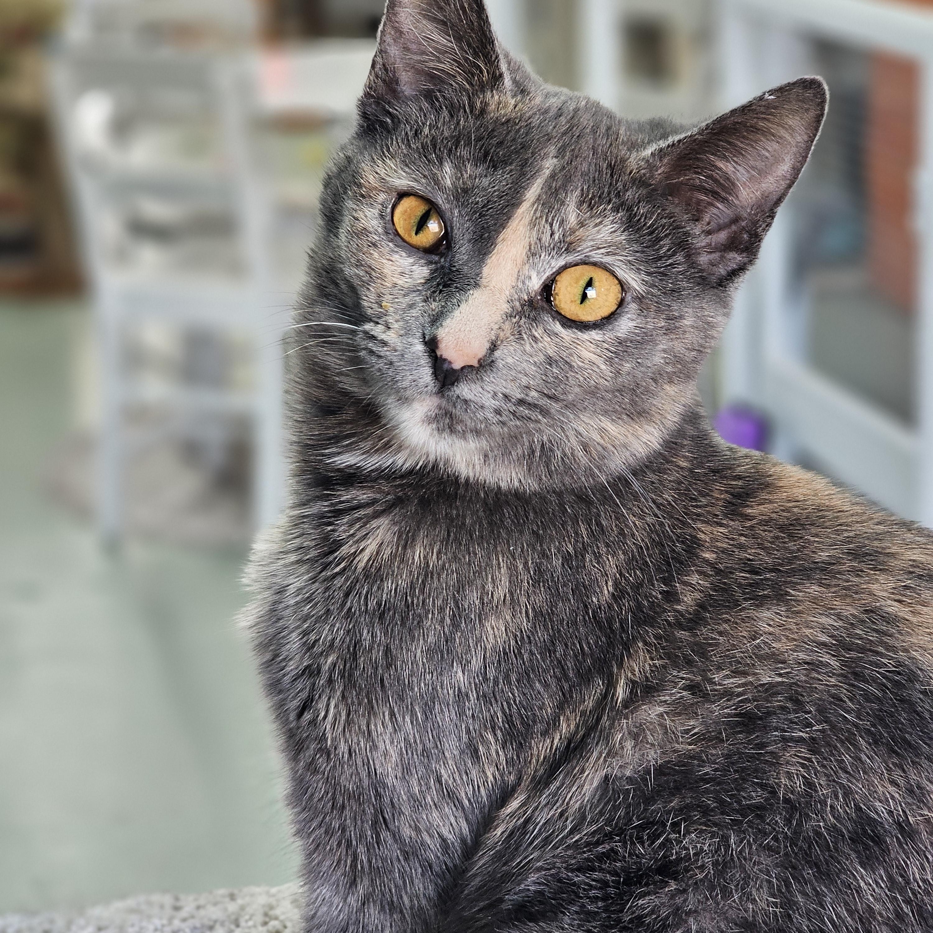 Juliet, adopted, Young Female Domestic Short Hair.