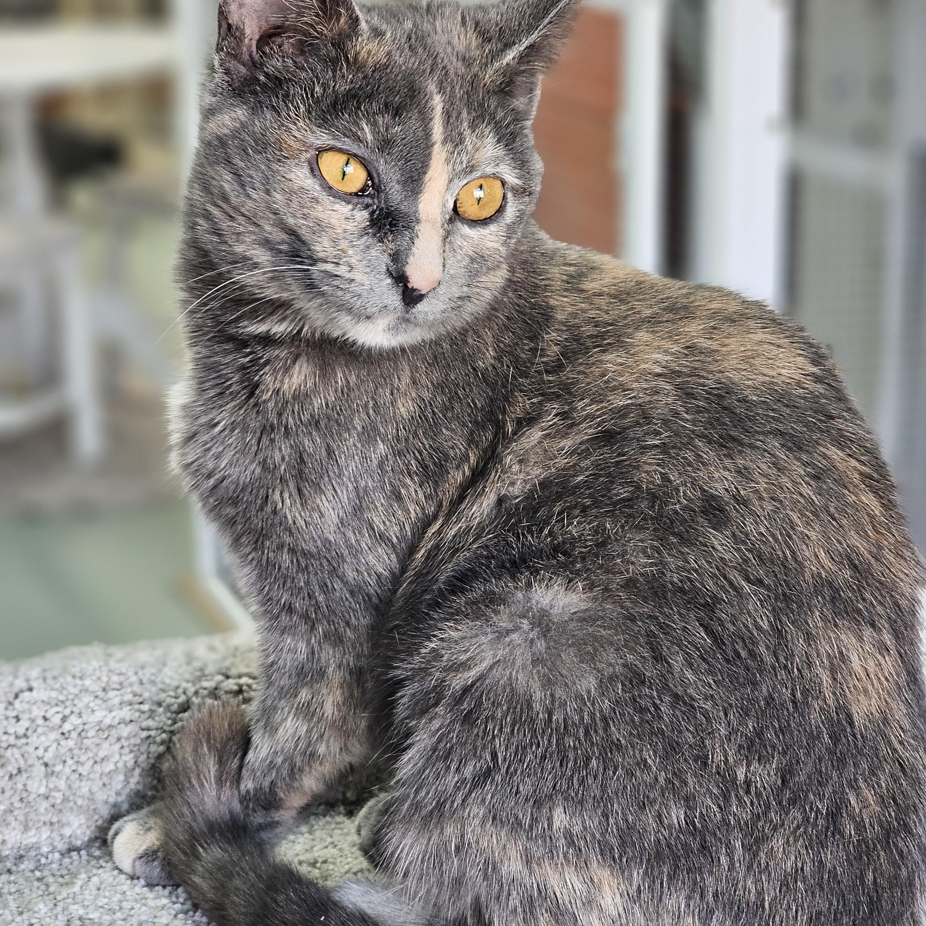 Enlarge Juliet, an adopted Domestic Short Hair in Toledo, OH image 2/2